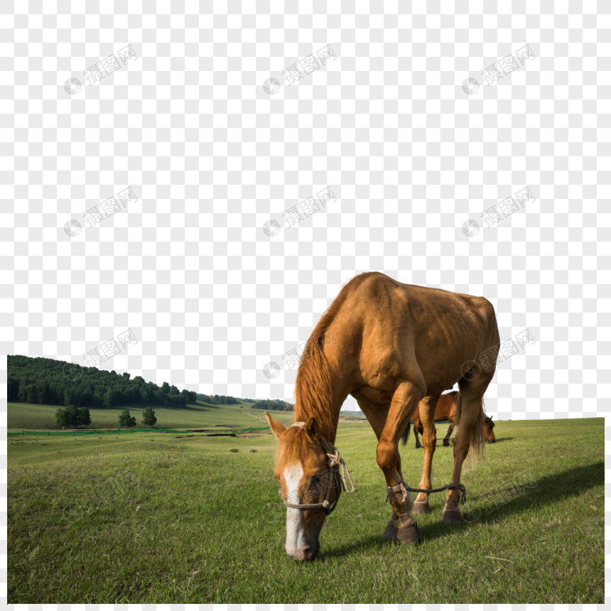 草原上吃草的马儿图片