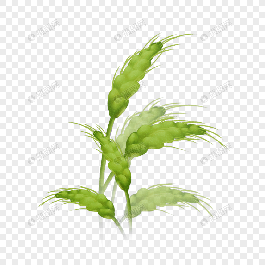 手绘/卡通元素 绿色小麦.