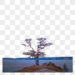 悬崖边一棵孤树高清图片