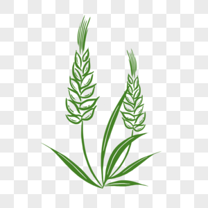 绿色手绘小麦PNG图片