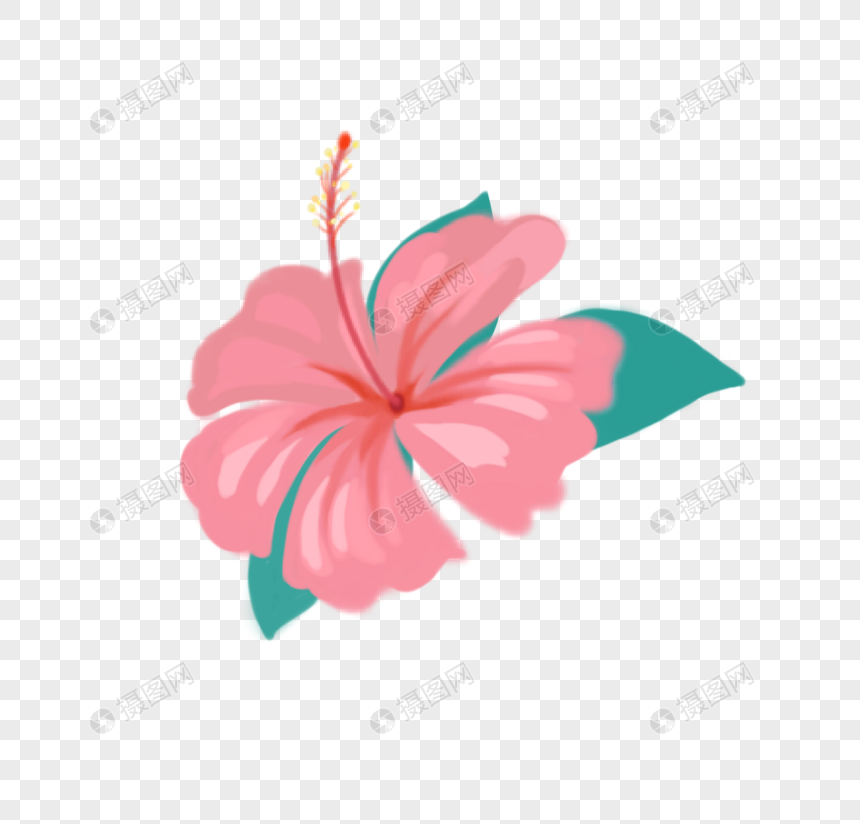 凤仙花