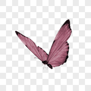 飞翔的蝴蝶蝴蝶素材高清图片素材