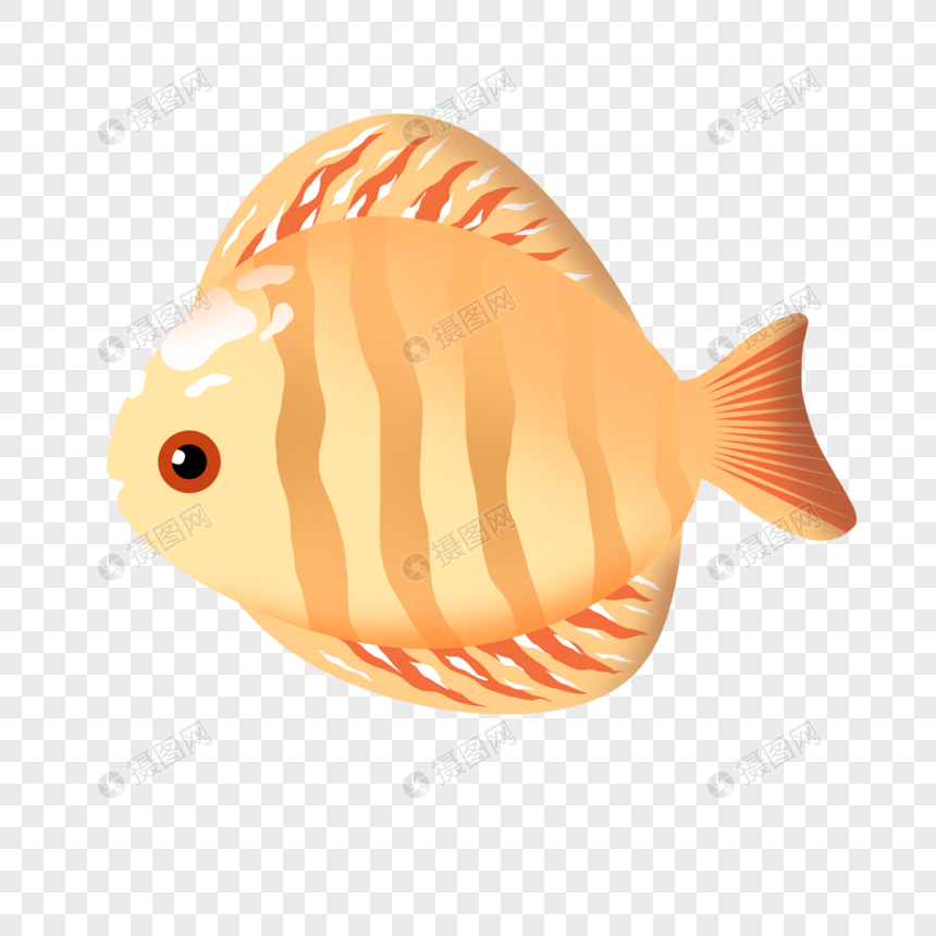 橙纹热带鱼图片