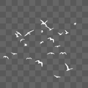 海鸥白色鸟类飞翔图片