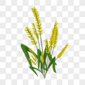 小麦谷物粮食图片