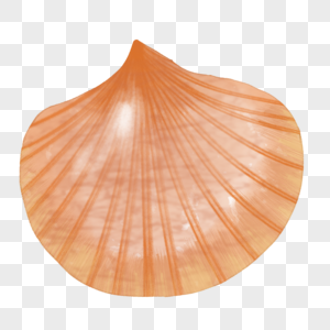 海扇壳图片
