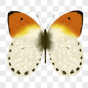 白斑蝴蝶图片