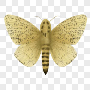 蛾昆虫标本高清图片