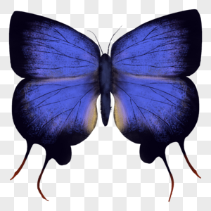 森氏蓝蝴蝶昆虫标本高清图片
