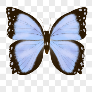 蓝色蝴蝶昆虫标本高清图片