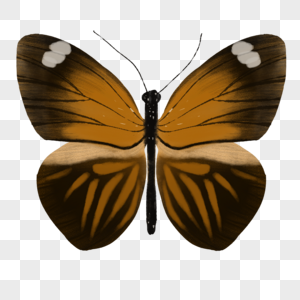 峡蝶昆虫标本高清图片