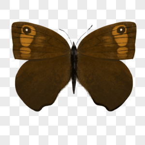 棕蝶图片