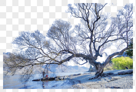 皇后镇瓦卡蒂普湖畔的大树高清图片
