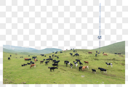 贵州乌蒙大草原遍地的牛羊图片