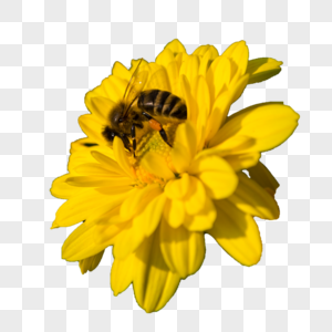 昆虫蜜蜂和小黄菊花图片