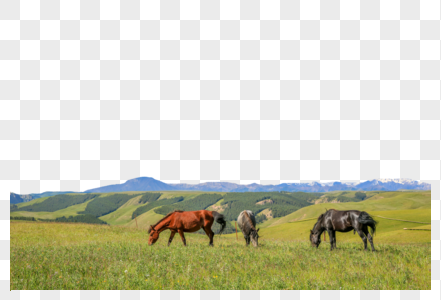 甘肃张掖康乐草原上的牧马高清图片