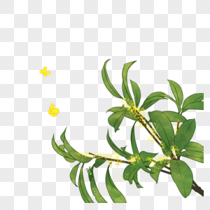 桂花植物高清图片素材