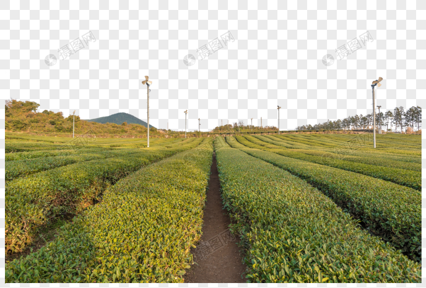 韩国济州岛茶园图片