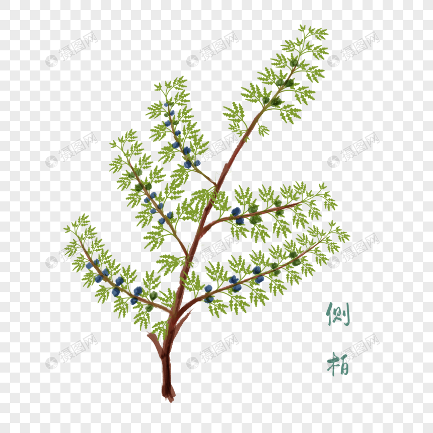 免抠元素 手绘/卡通元素 卡通草药侧柏插图.psd 860_860