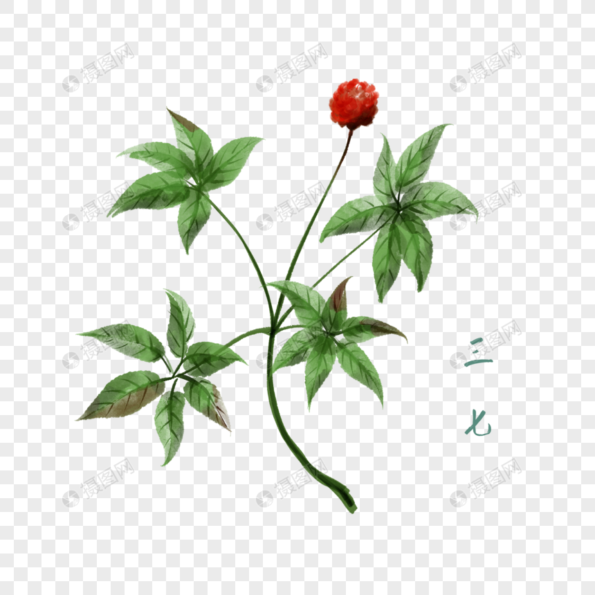 卡通草药三七插图