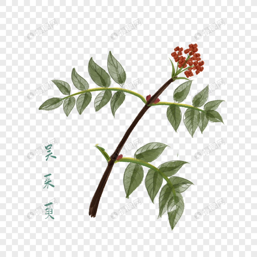 卡通草药吴茱萸插图