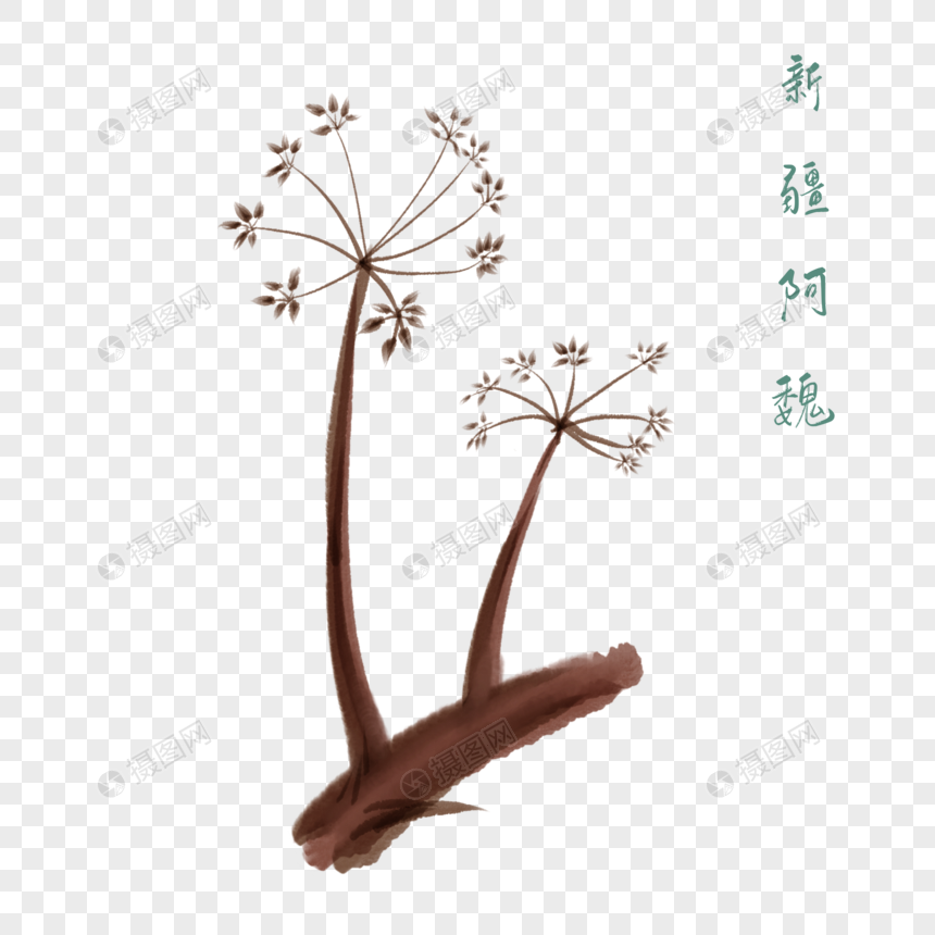 卡通草药新疆阿魏插图图片