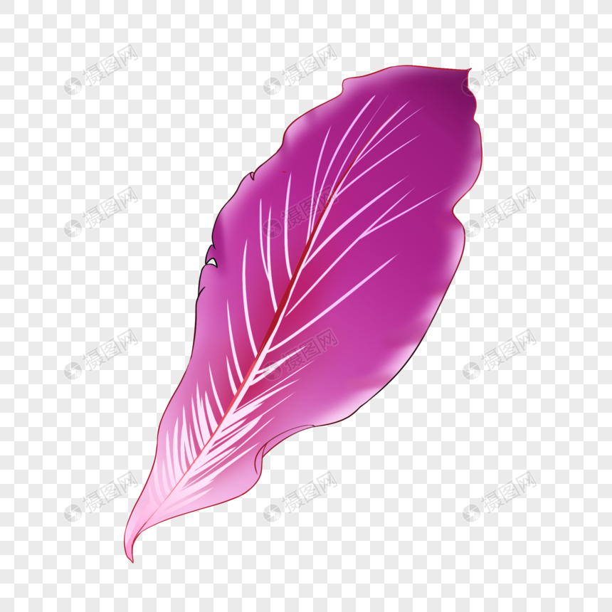 紫色细长叶子图片