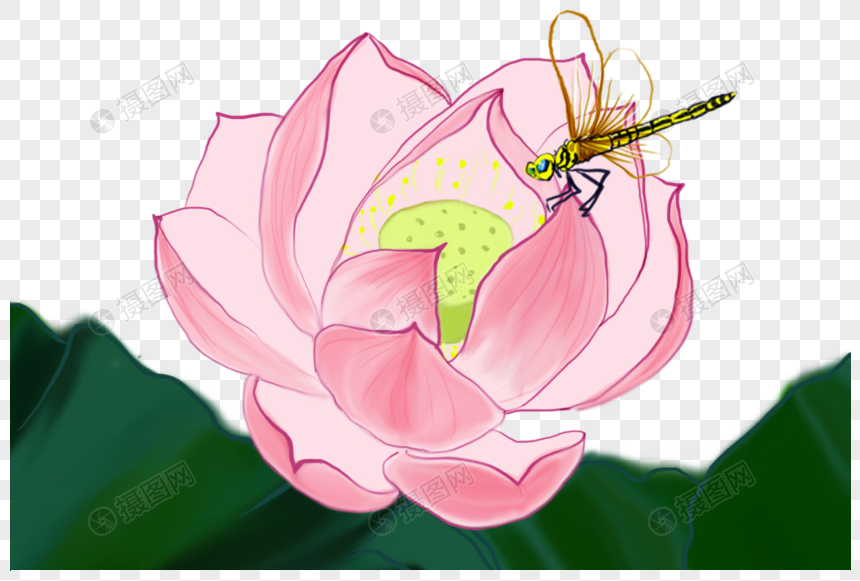 荷花蜻蜓