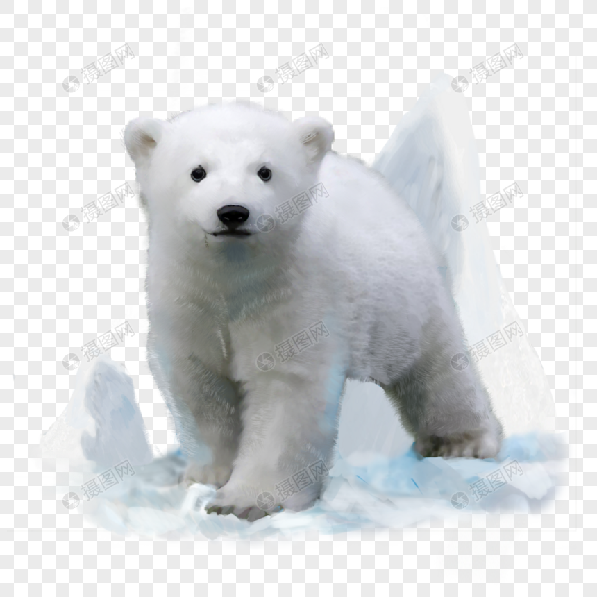 北极熊白色北极动物可爱手绘元素图片