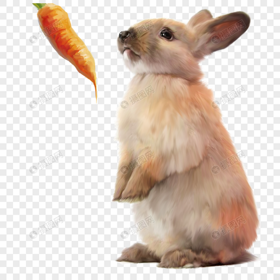兔子胡萝卜图片