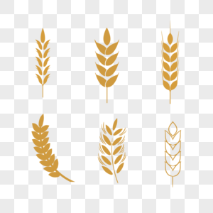 麦穗小麦割水稻高清图片