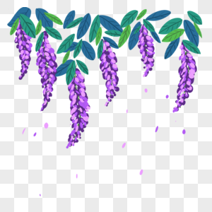 紫藤花紫色叶子夏天图片