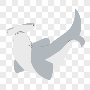 扁头鲨鱼图片