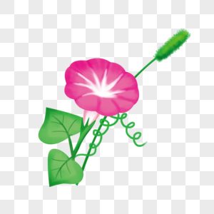 怒放的牵牛花元素