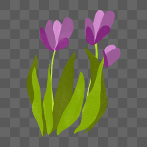 紫色郁金香花朵图片