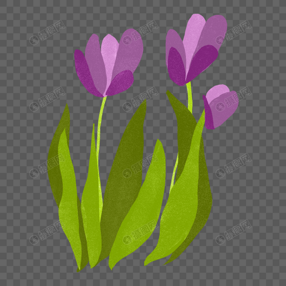 紫色郁金香花朵图片