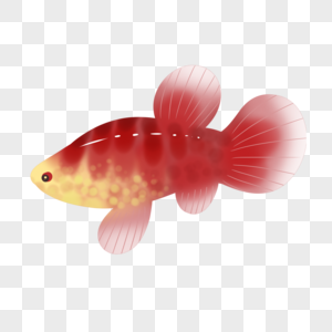 红色小鱼图片