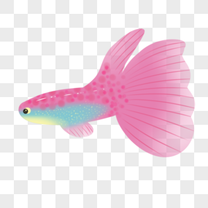 粉色热带鱼图片