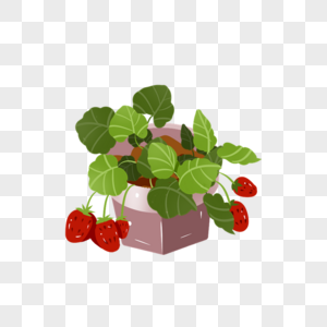 盆栽草莓盆栽高清图片