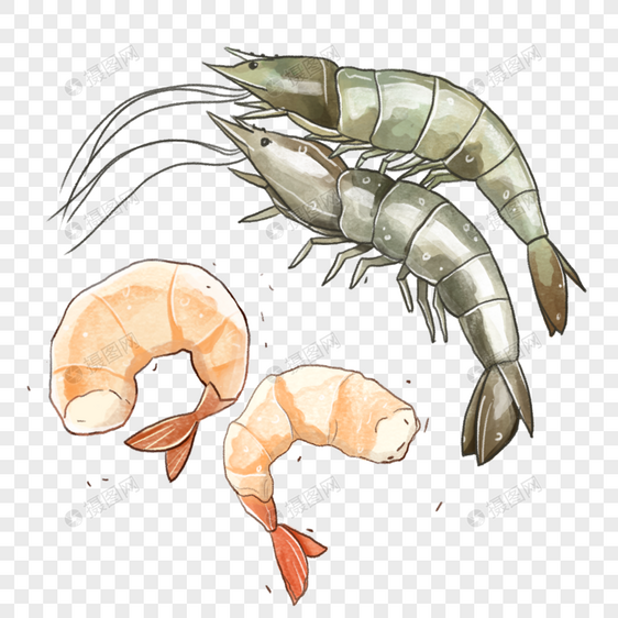 手绘海鲜大虾 虾仁图片