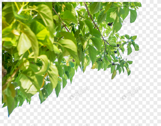 植物树叶图片