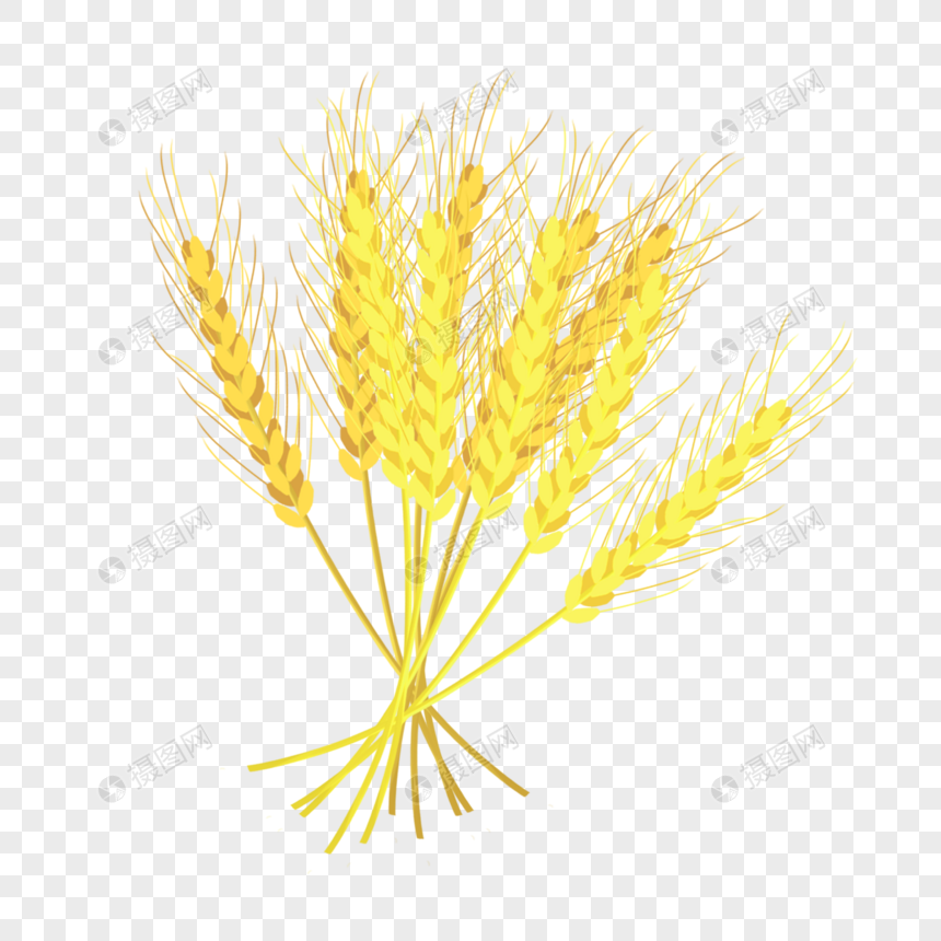 麦子穗图片
