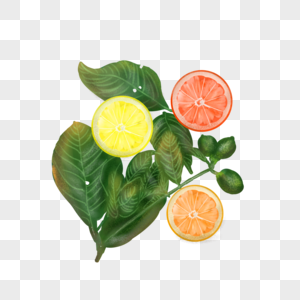 清新柠檬西柚橙子切片插画图片