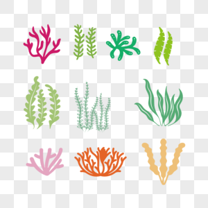 海洋生物珊瑚海藻高清图片