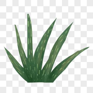 绿色肌理植物图片