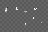 飞翔的海鸥群图片