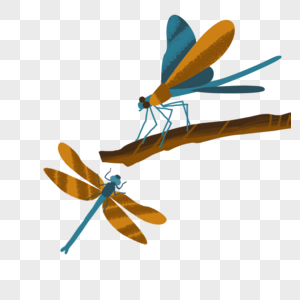 蜻蜓北京大蜓黄斑高清图片