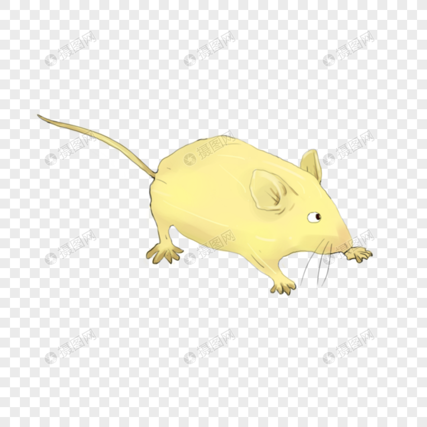 黄色小老鼠图片