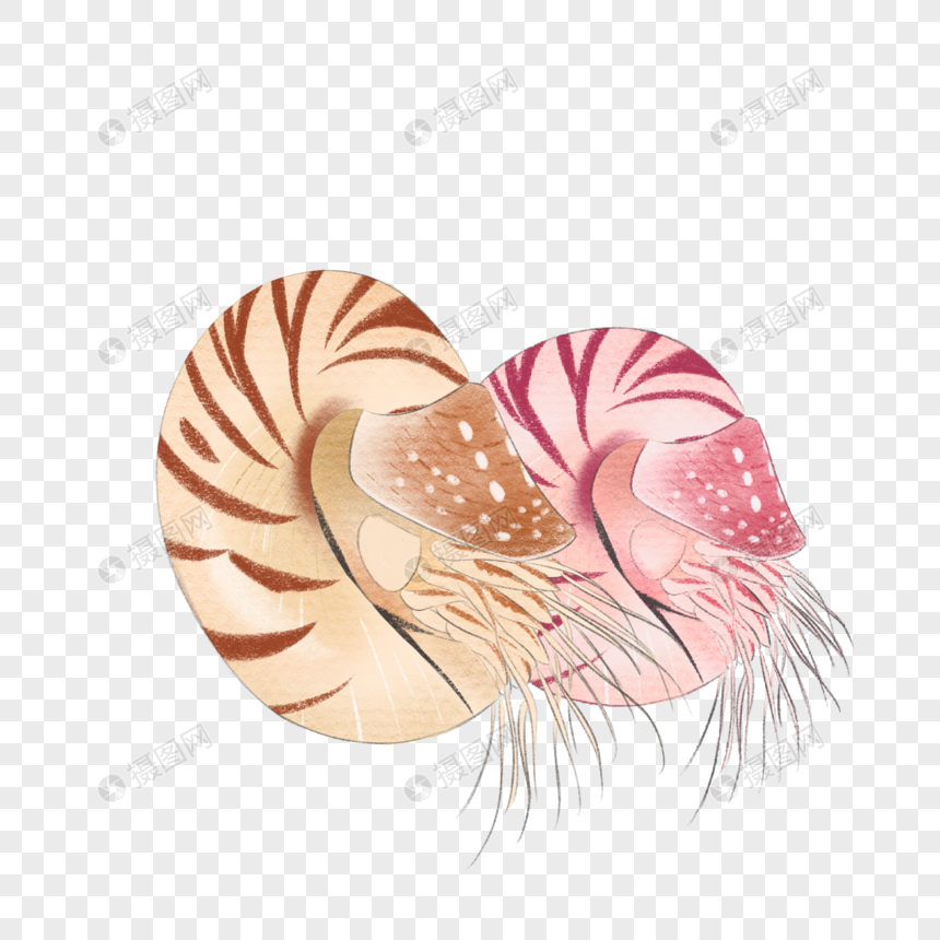 海洋动物海螺鹦鹉螺图片