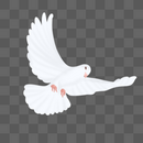 白色飞翔的和平鸽图片